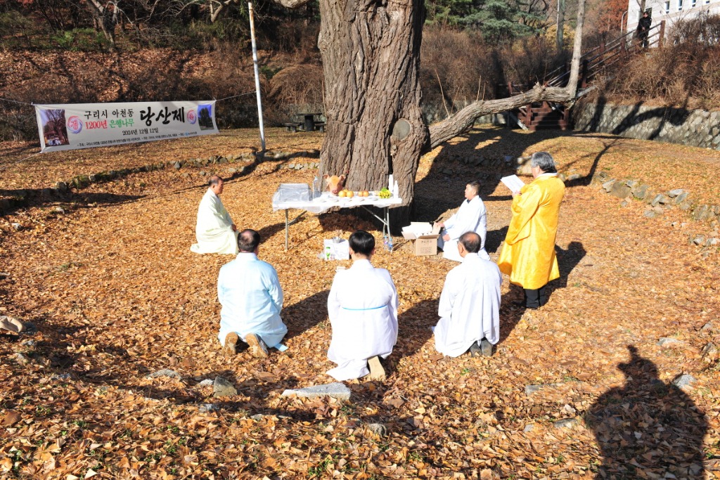 1213 구리시, 1천 2백년 우미내 은행나무, ‘천연기념물 지정 기원’ 당산제 열어(2).jpg