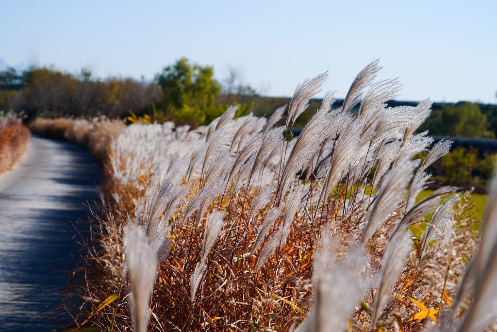 silver-grass-7566231_1920.jpg