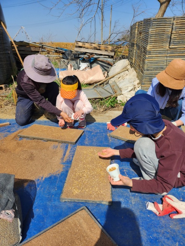 (사진자료)+친환경+경기미+볍씨+파종을+체험하고+있다.jpg