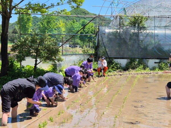 0521 구리시, 벼농사 체험장 손 모내기 체험교육 성황리 마쳐(2).jpg