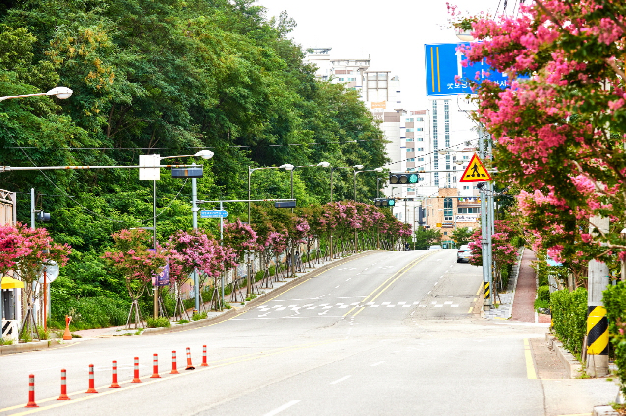 수원특례시, ‘배롱나무 명품 특화거리’, 수원을 붉게 물들이다