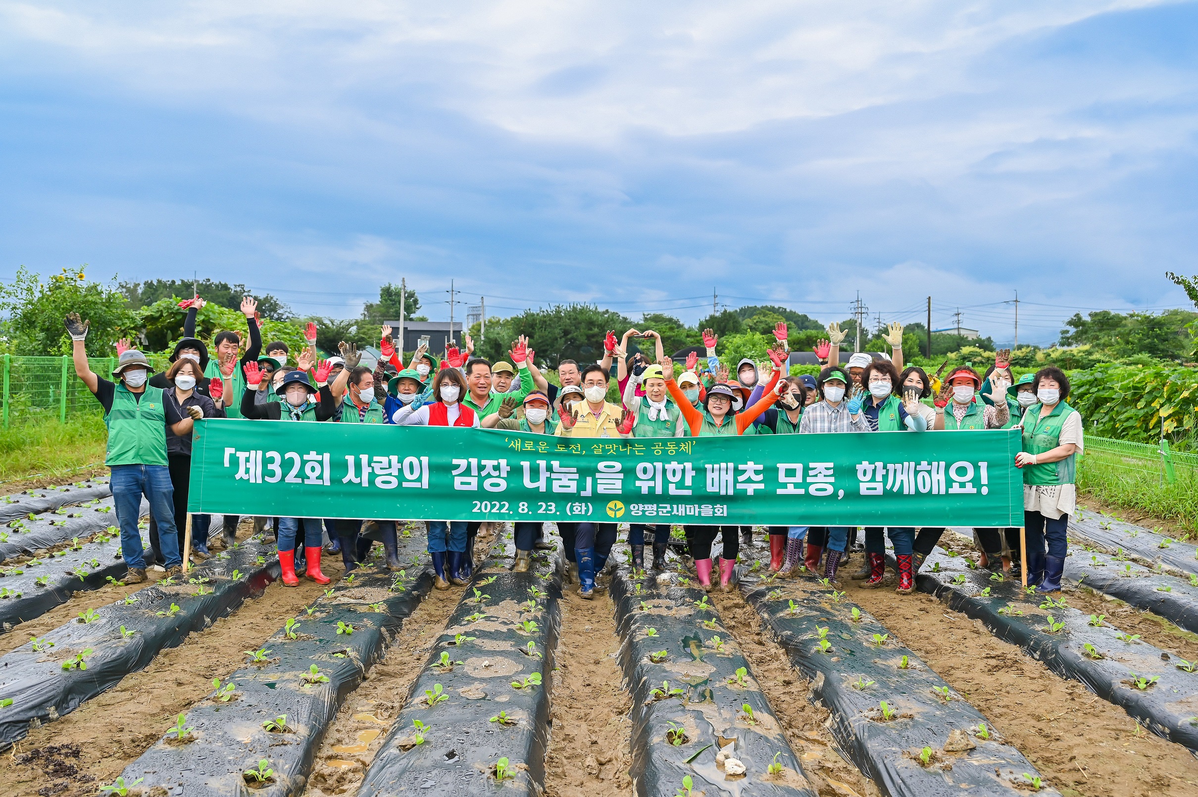 양평군새마을회,‘사랑의 김장 나누기’행사를 위한 배추 모종 식재