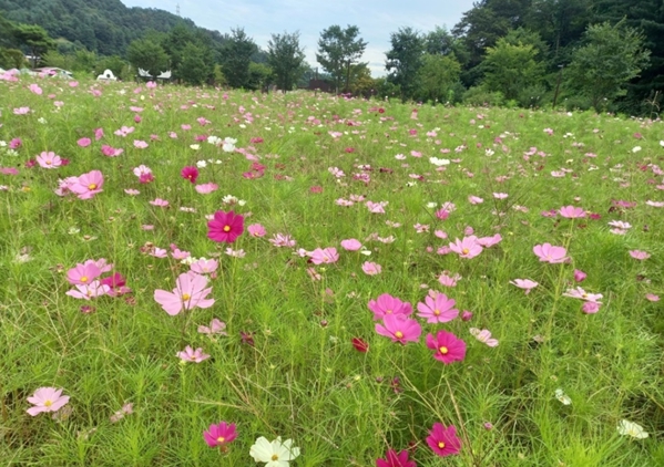 경기도, ‘연인산도립공원 코스모스 정원’ 조성 완료