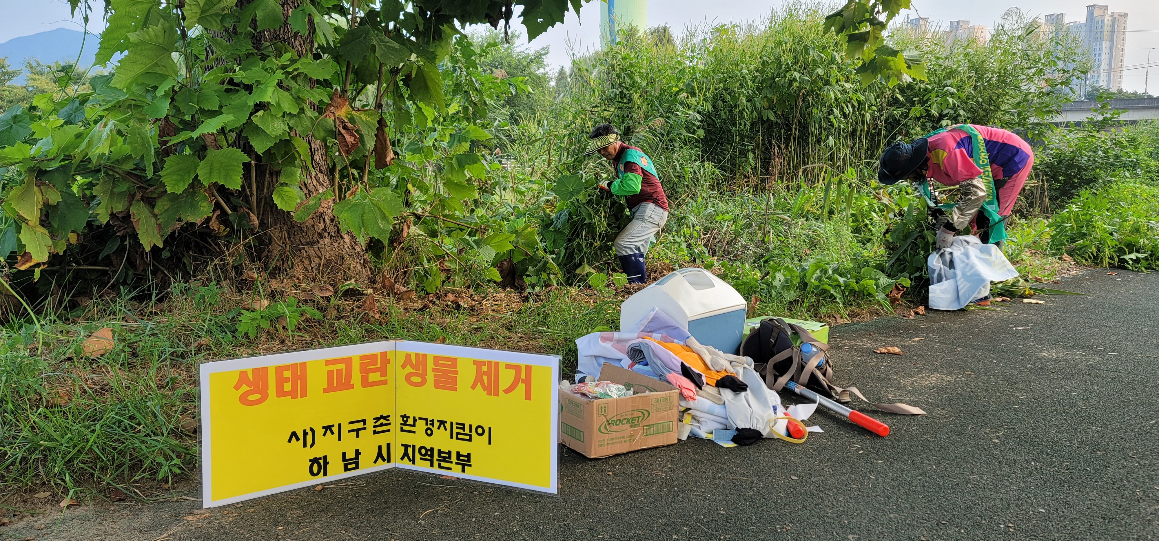 (사)지구촌 환경지킴이 국민운동본부 하남시지부, 한강 산책로 생태교란종 제거 봉사로 눈길