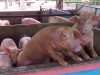 경기도, 파주지역 아프리카돼지열병 방역대 이동 제한 해제