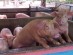 경기도, 파주지역 아프리카돼지열병 방역대 이동 제한 해제