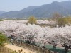 [포토] 하남 봄봄 문화축제...“흩날리는 연보라빛 향기”로 시민들 활력