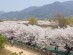 [포토] 하남 봄봄 문화축제...“흩날리는 연보라빛 향기”로 시민들 활력