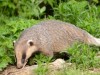 하남 위례동 야생동물 ‘오소리’가 출몰해 수 차례 습격...시민들 “불안하다”호소