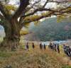 경남 고성군, 금산리 팽나무 보호수 지정